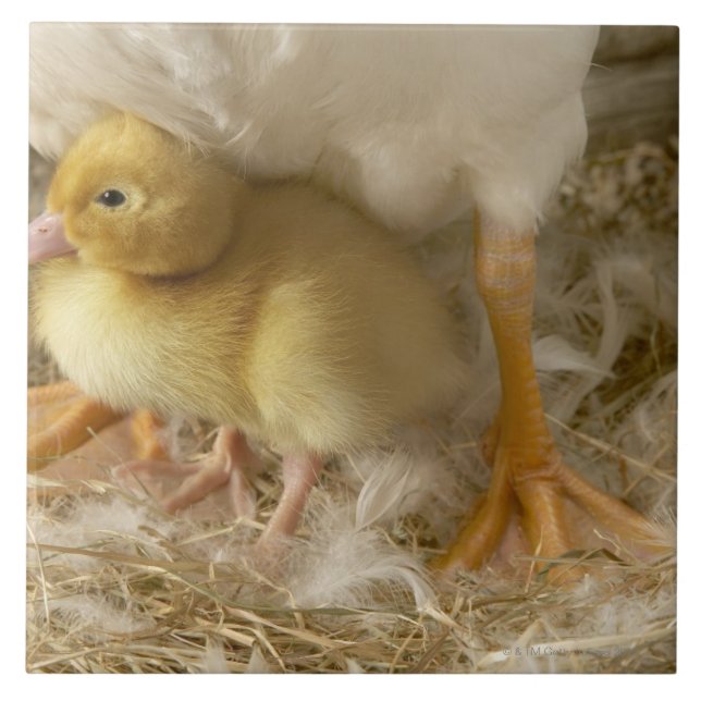 Patinho entre os pés da mãe (Frente)