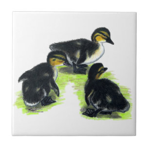 Patinhos do pato selvagem