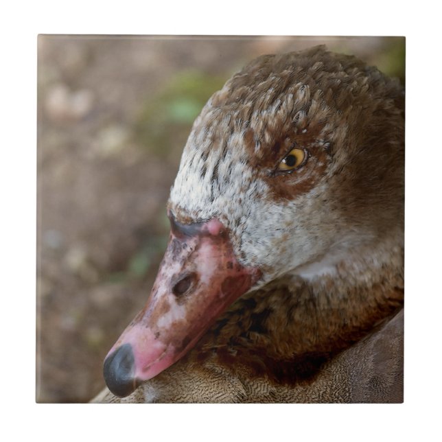 Pato (Frente)
