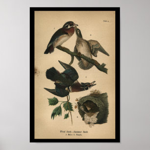Pato 1890 de madeira do impressão do pássaro