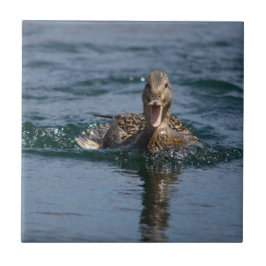 Pato com bico aberto