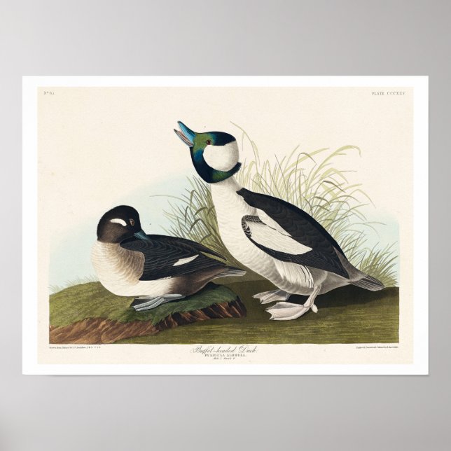 Pato com cabeça de buffel por Poster de Audubon (Frente)