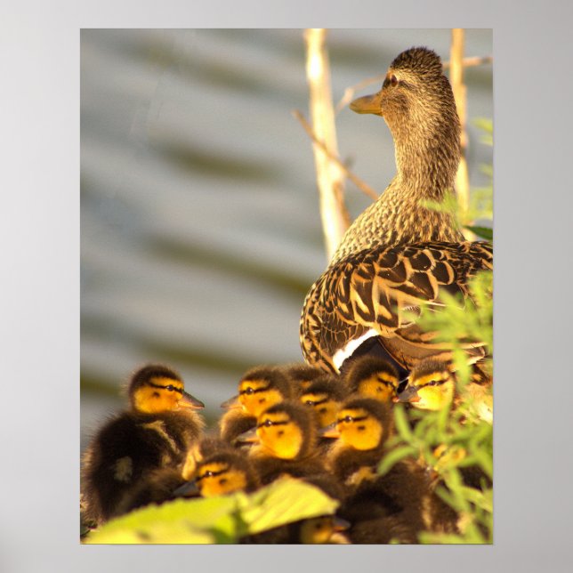 Pato com Poster de Foto de Ducklings (Frente)