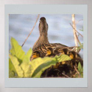 Pato com Poster de Foto de Ducklings