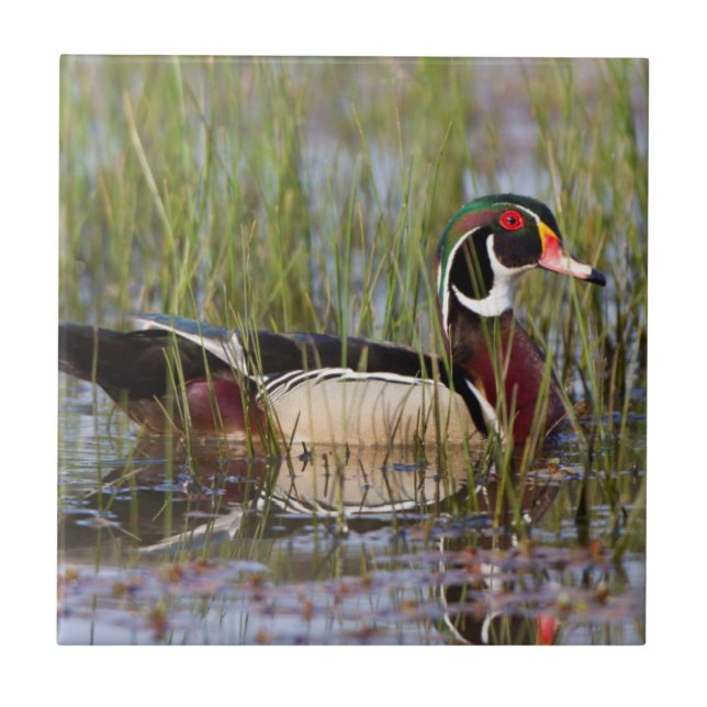 Pato-de-madeira em área úmida (Frente)