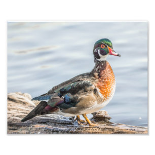 Pato de madeira em um Impressão de fotografia