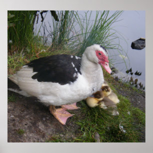 Pato de Muscovy e poster dos patinhos