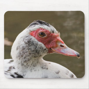 Pato de Muscovy Mousepad