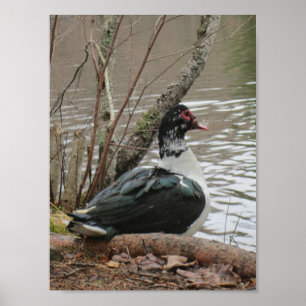 Pato de Muscovy pelo poster da lagoa