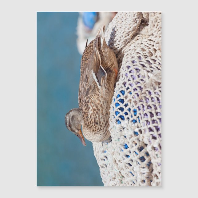 Pato Descansado (Frente)