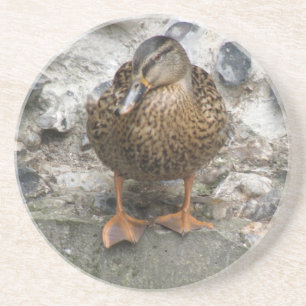 Pato em uma Porta copos de parede