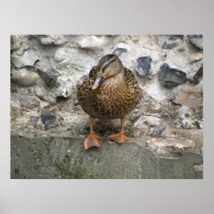 Pato em uma Poster de parede