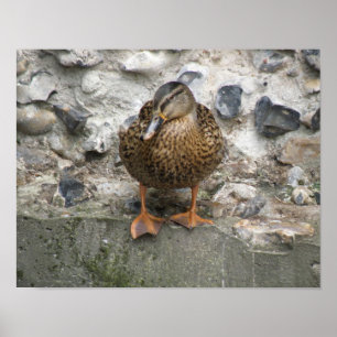 Pato em uma Poster de parede