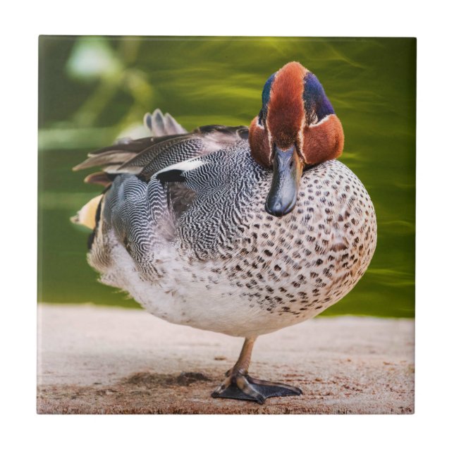 Pato Levanta Perna (Frente)