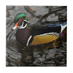 Pato Madeira Macho Em Crystal Springs Rhododendron
