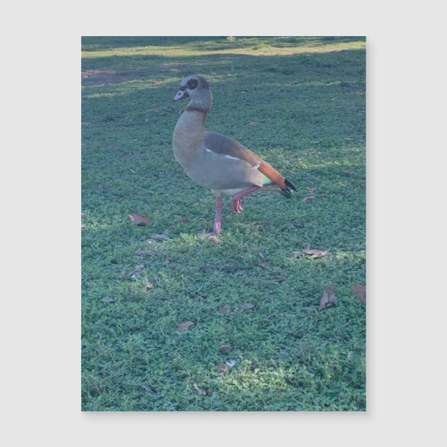 Pato Magnet (Frente)