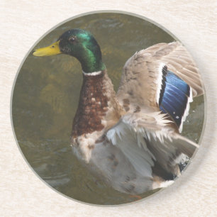 pato mallard prestes a voar porta copos de arenito
