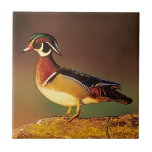 Pato-mandarim macho, Illinois