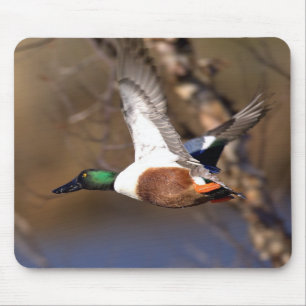 Pato Mousepad do pato-colhereiro do norte