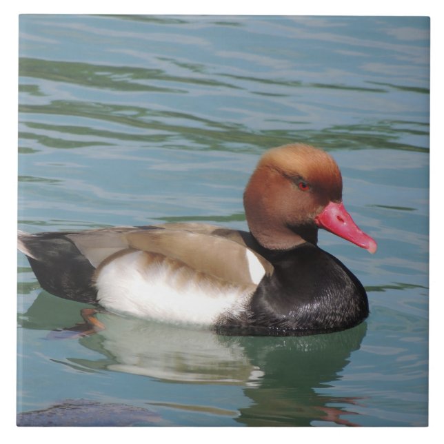 Pato na água (Frente)