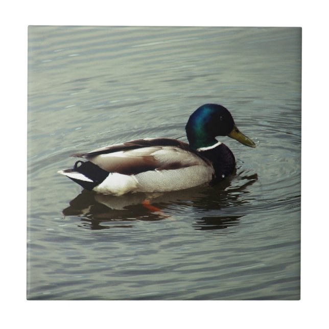 Pato na água (Frente)