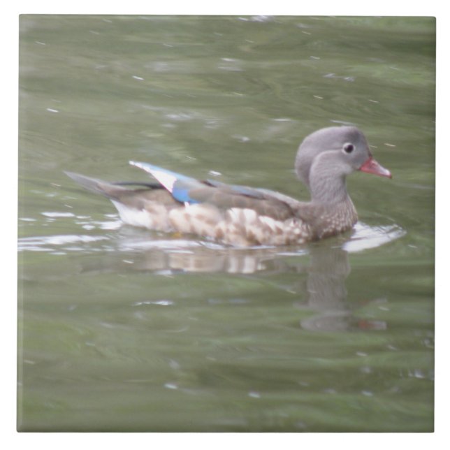Pato no Azulejo do lago (Frente)