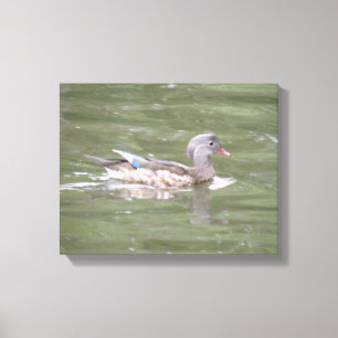 Pato no Lago Canvas Print