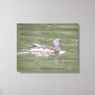 Pato no Lago Canvas Print