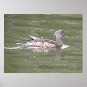 Pato no lago Impressão