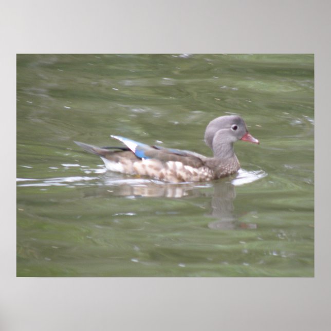 Pato no lago Impressão (Frente)