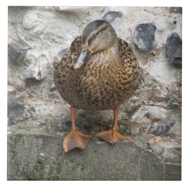Pato num Azulejo de Parede (Frente)