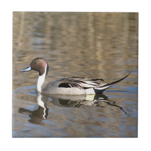 Pato Rabo-de-Palha Nadan Em Um Lago