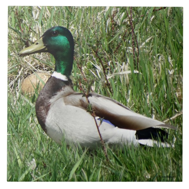 Pato-real-marinho-macho B55 na grama (Frente)