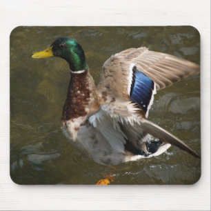 pato-real prestes a voar mousepad