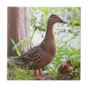 Pato selvagem e patinhos por Shirley Taylor