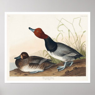 Pato vermelho de Poster Audubon