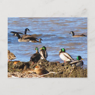 Patos assistindo cartão postal de gansos