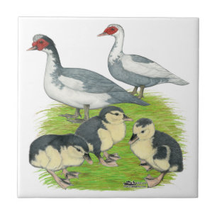 Patos Azul Família Muscovy