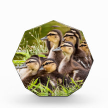 Patos Bebês