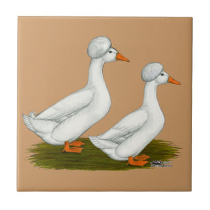 Patos Brancos Deitados
