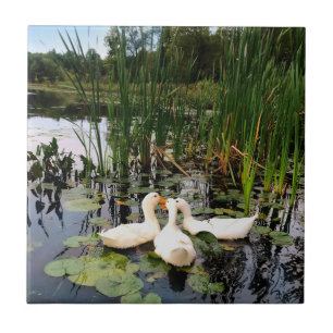 Patos brancos e bonitos, almofadas de lírios, catt