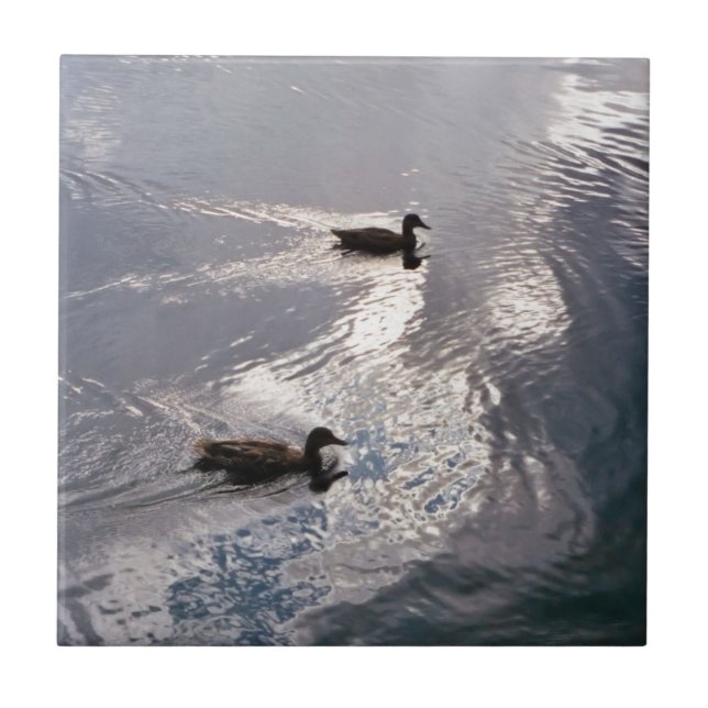 Patos calmos antes da tempestade (Frente)