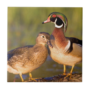 Patos-carolino e fêmea em tronco em área úmida