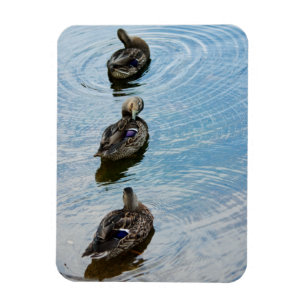 Patos em um ímã Premium de Linha