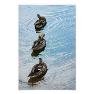 Patos em uma Foto em Linha