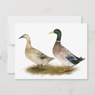 Patos: Harlequin de prata de Galês