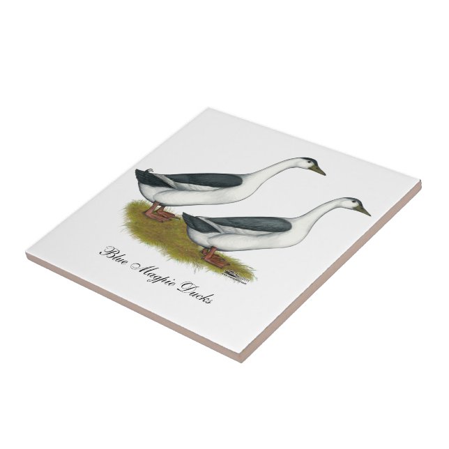 Patos: Magpias Azuis (Lateral)