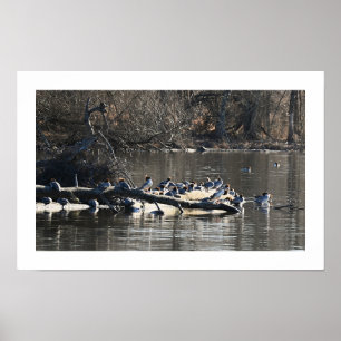 Patos Merganser Comuns no Log Poster