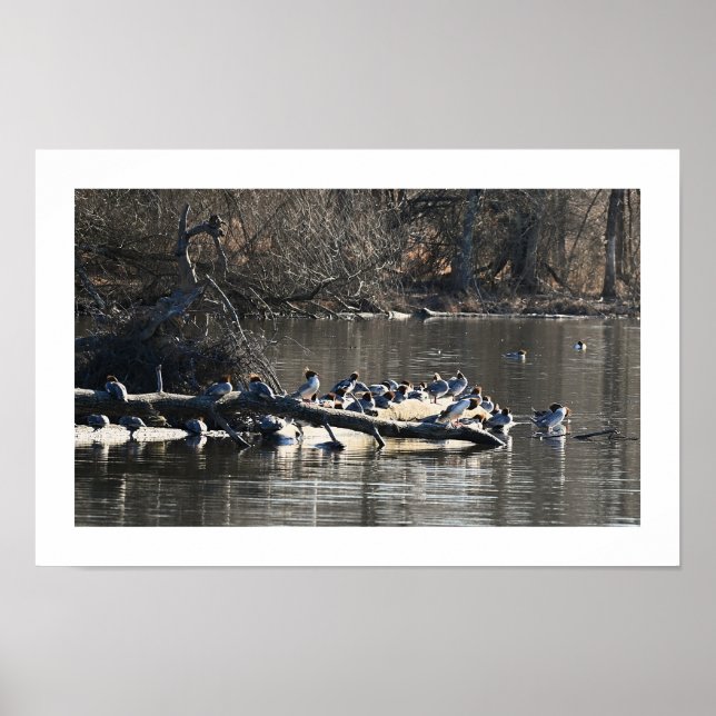 Patos Merganser Comuns no Log Poster (Frente)