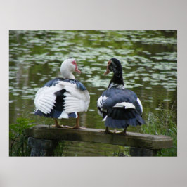 Patos Muscovy Sentados Em Poster De Ornamento